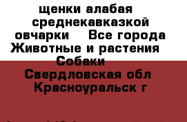 щенки алабая ( среднекавказкой овчарки) - Все города Животные и растения » Собаки   . Свердловская обл.,Красноуральск г.